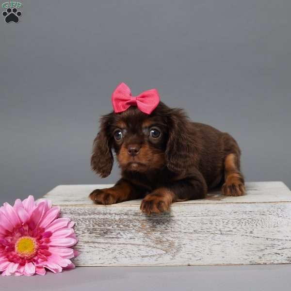 Zoe, Cavalier King Charles Spaniel Puppy